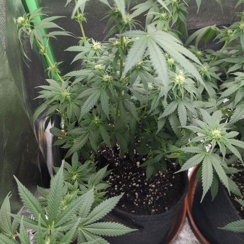Jasmin growlog timeline photo
