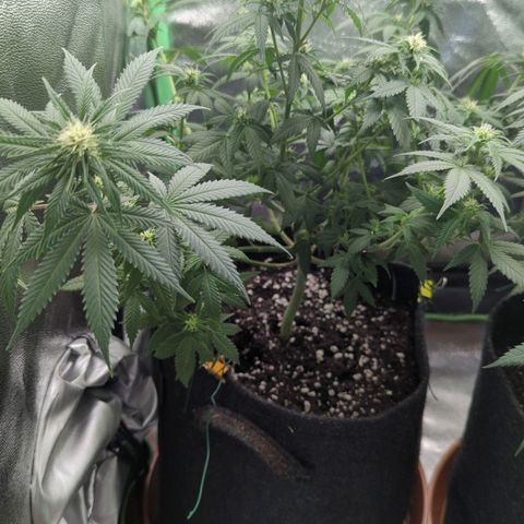 Jasmin growlog timeline photo