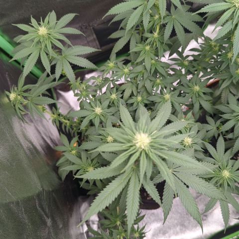 Jasmin growlog timeline photo