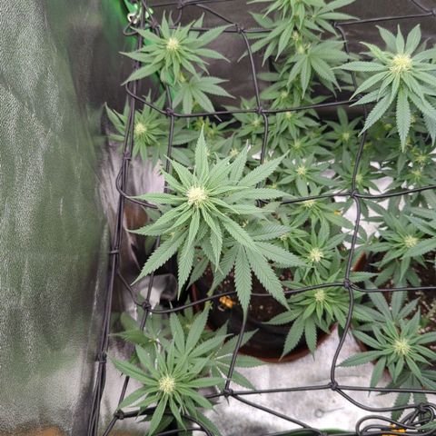 Jasmin growlog timeline photo