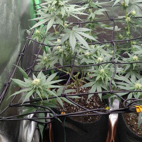 Jasmin growlog timeline photo