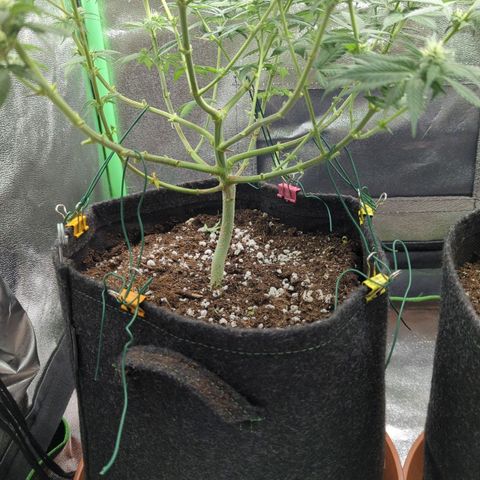 Jasmin growlog timeline photo