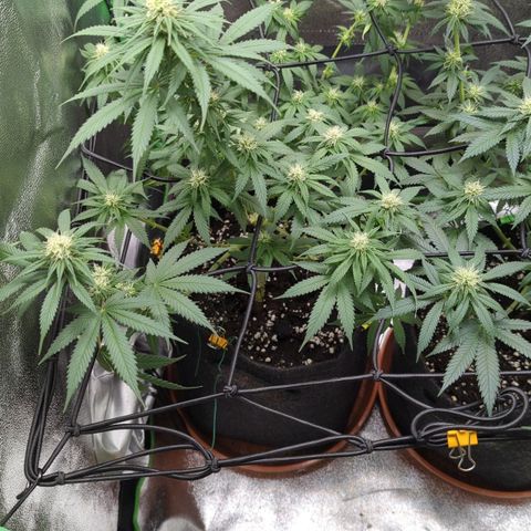 Jasmin growlog timeline photo