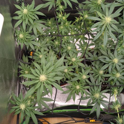 Jasmin growlog timeline photo