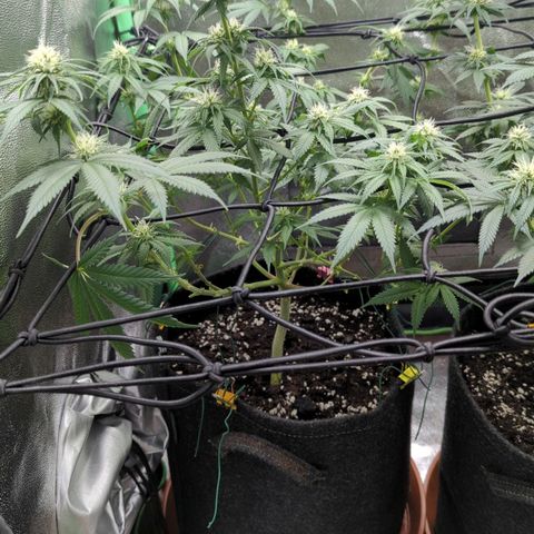 Jasmin growlog timeline photo