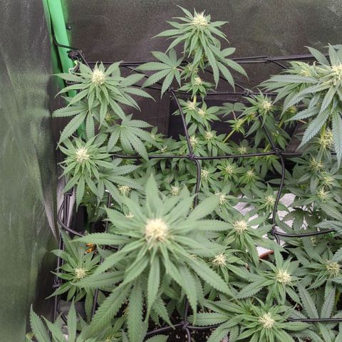 Jasmin growlog timeline photo