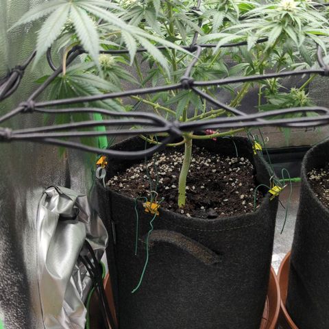 Jasmin growlog timeline photo