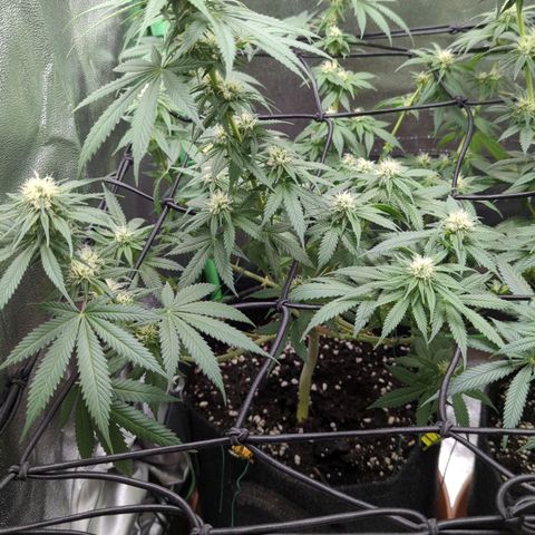 Jasmin growlog timeline photo