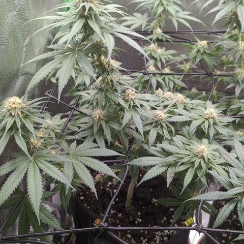 Jasmin growlog timeline photo