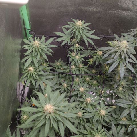 Jasmin growlog timeline photo