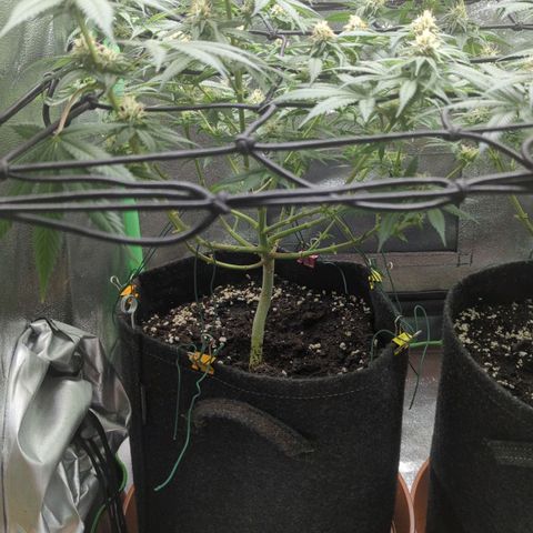 Jasmin growlog timeline photo
