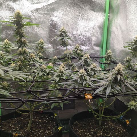 Jasmin growlog timeline photo