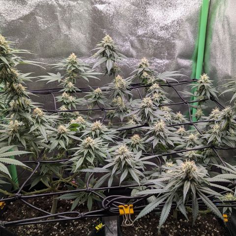 Jasmin growlog timeline photo