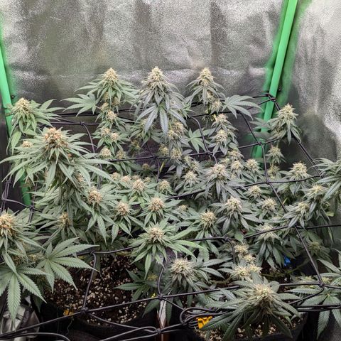 Jasmin growlog timeline photo