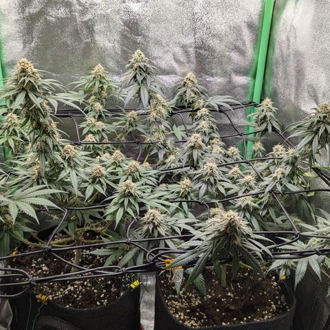 Jasmin growlog timeline photo