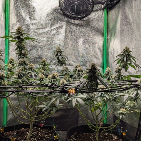Jasmin growlog timeline photo