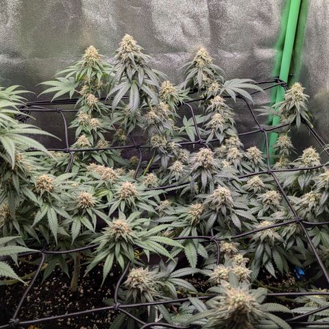 Jasmin growlog timeline photo