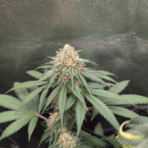 Jasmin growlog photo: Mal eine Nahaufnahme 