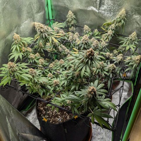 Jasmin growlog timeline photo
