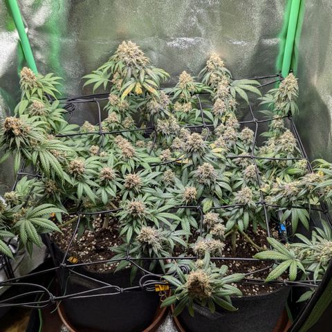 Jasmin growlog timeline photo