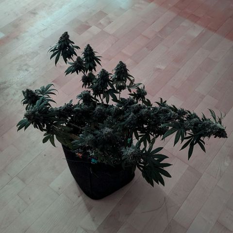 Jasmin growlog timeline photo