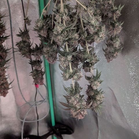 Jasmin growlog timeline photo