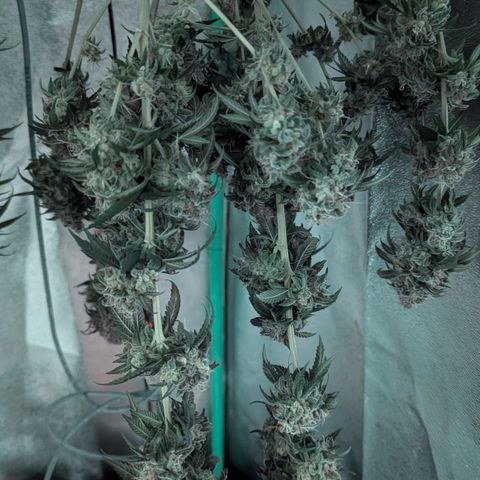Jasmin growlog timeline photo