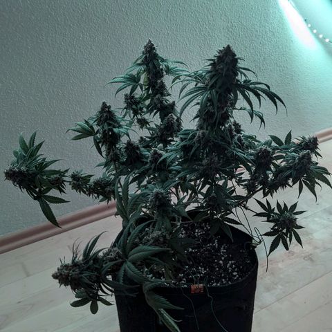 Jasmin growlog timeline photo