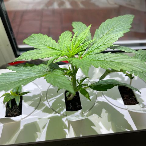Mufasa growlog timeline photo