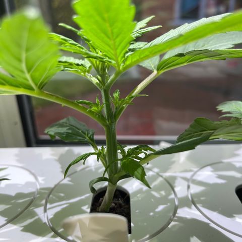 Mufasa growlog timeline photo