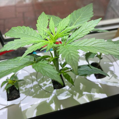 Mufasa growlog timeline photo
