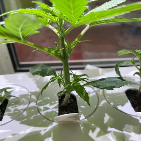 Mufasa growlog timeline photo