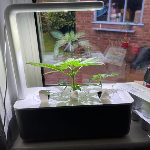 Mufasa growlog timeline photo