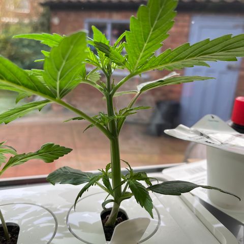 Mufasa growlog timeline photo