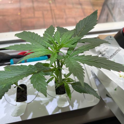 Mufasa growlog timeline photo
