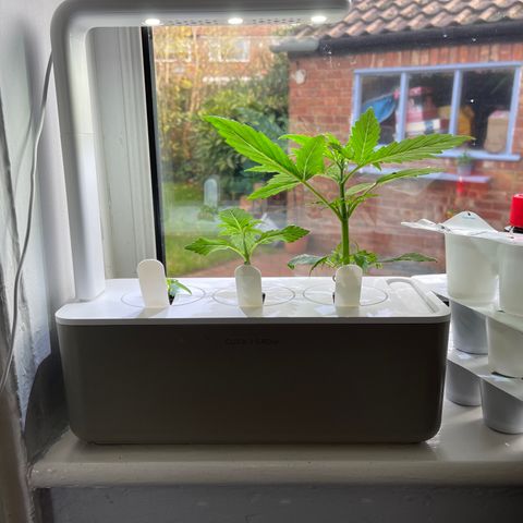Mufasa growlog timeline photo