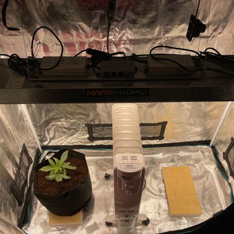 Mufasa growlog photo: Immediately after transplant and move to tent