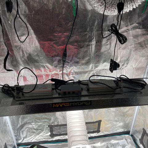 Mufasa growlog photo: Immediately after transplant and move to tent
