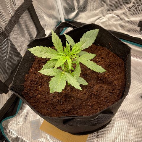Mufasa growlog photo: Immediately after transplant and move to tent