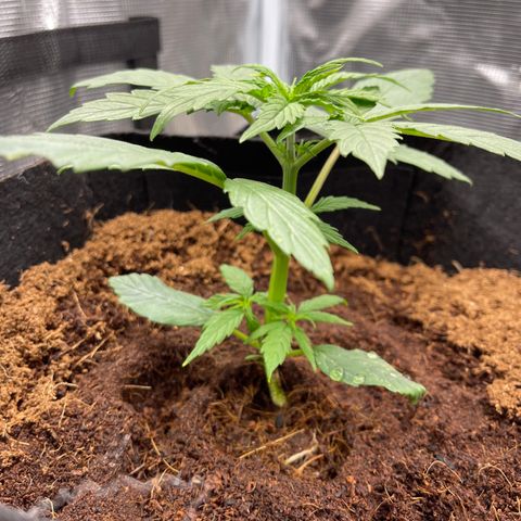 Mufasa growlog timeline photo