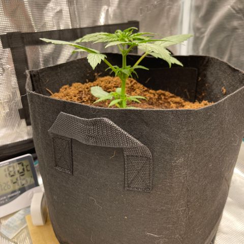Mufasa growlog timeline photo