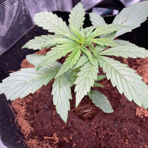 Mufasa growlog timeline photo