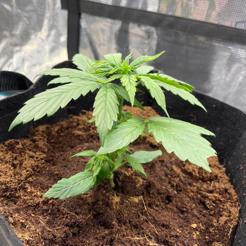 Mufasa growlog photo: Leaves slightly yellow