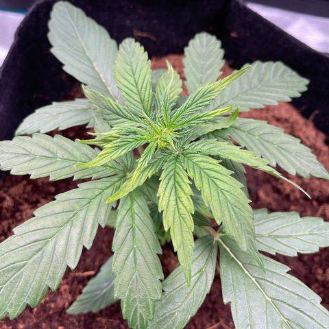 Mufasa growlog photo: Leaves slightly yellow