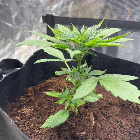 Mufasa growlog photo: Leaves burning