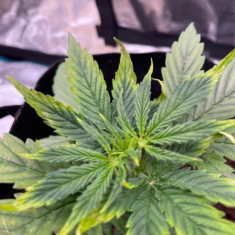 Mufasa growlog photo: Leaves burning