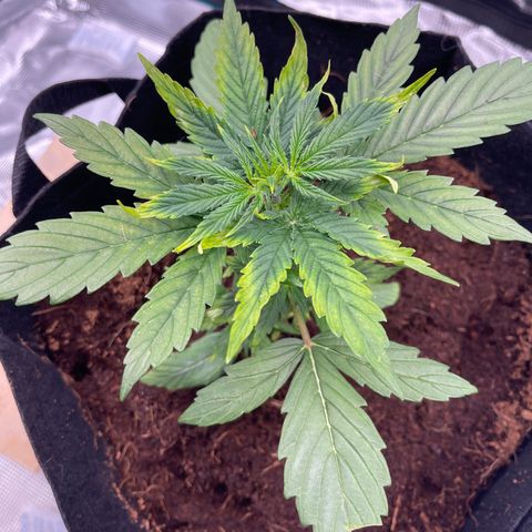 Mufasa growlog photo: Leaves burning