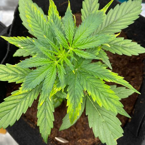 Mufasa growlog timeline photo