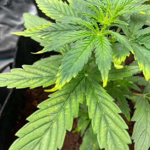 Mufasa growlog timeline photo