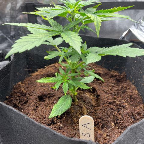 Mufasa growlog timeline photo